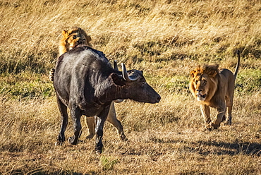 Male lion (Panthera leo) bites Cape buffalo (Syncerus caffer) from behind with another lion nearby, Serengeti, Tanzania