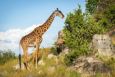 Masai giraffe (Giraffa camelopardalis tippelskirchii) browsing bushes on rocky slope, Serengeti, Tanzania