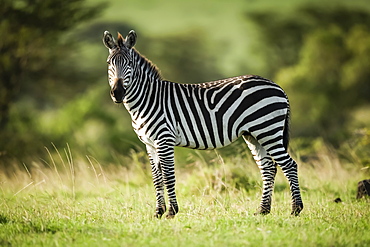Plains zebra (Equus quagga) stands in grass eyeing camera, Serengeti, Tanzania