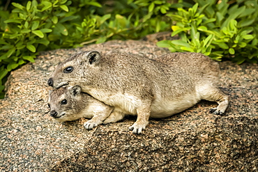 Rock hyrax (Procavia capensis) lies on another on rock, Serengeti, Tanzania