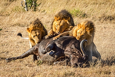 Three male lions (Panthera leo) feed on dead buffalo (Syncerus caffer), Serengeti, Tanzania