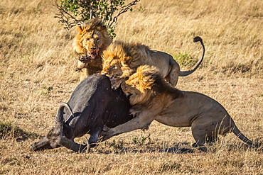 Three male lions (Panthera leo) take down Cape buffalo (Syncerus caffer), Serengeti, Tanzania