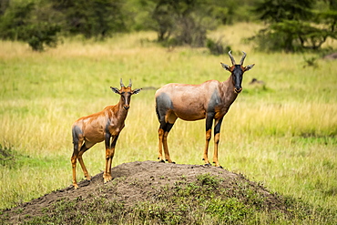 Topi (Damaliscus lunatus jimela) and calf stand on dirt mound, Serengeti, Tanzania