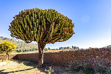 Arborescent cactus by the Dungur Palace, known locally as the Palace of the Queen of Sheba, Axum, Tigray Region, Ethiopia