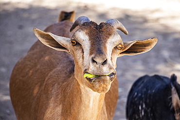 Goat eating something green in it's mouth, Harar, Harari Region, Ethiopia