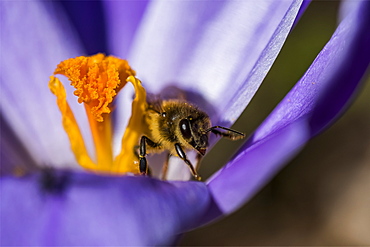 A honey bee enters a crocus blossom, Astoria, Oregon, United States of America