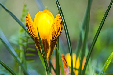 Yellow crocuses portend spring in Oregon, Astoria, Oregon, United States of America