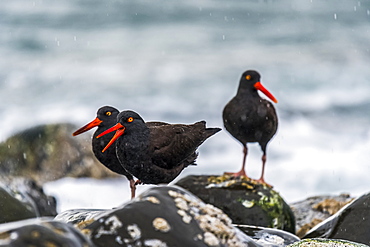 A family of American Black Oystercatchers (Haematopus bachmani) hangs out in the rain on the Oregon Coast, Seaside, Oregon, United States of America