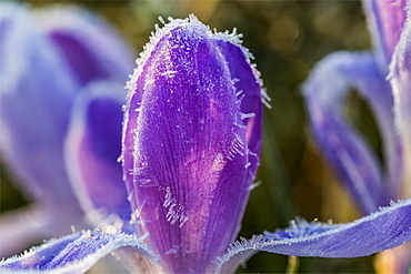 Frost clings to crocus petals, Astoria, Oregon, United States of America