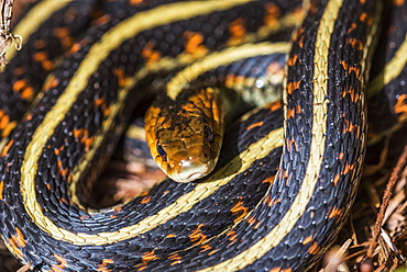 A Western Garter Snake (Thamnophis elegans) soaks up some sun on a spring day, Brownsmead, Oregon, United States of America