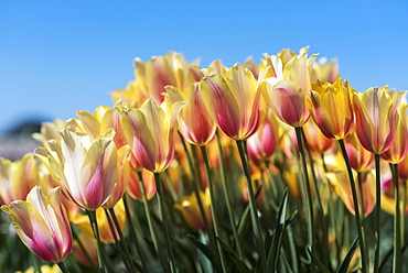 Tulips bloom in a tulip farm, Woodburn, Oregon, United States of America