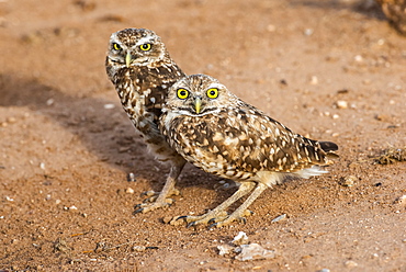 Two Burrowing Owls (Athene cunicularia), perched side by side near entrance to their burrow, Casa Grande, Arizona, United States of America