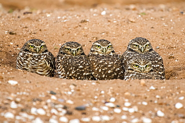 Four Burrowing Owls (Athene cunicularia), peering from the entrance to their burrow, Casa Grande, Arizona, United States of America