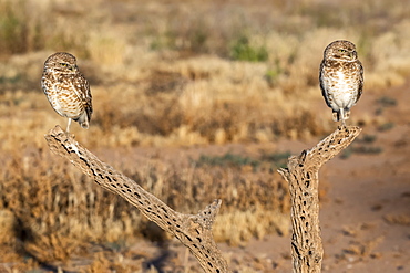 Pair of Burrowing Owls (Athene cunicularia) perched on Cholla cactus (Cylindropuntia) skeleton, Casa Grande, Arizona, United States of America