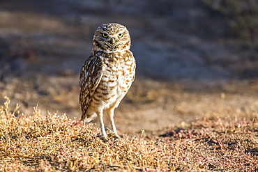 Burrowing Owl (Athene cunicularia) perched on the ground, Casa Grande, Arizona, United States of America