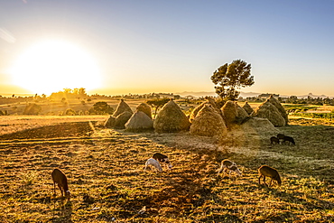 Goats and haystacks in the fields of teff (Eragrostis tef), Jib Gedel, Amhara Region, Ethiopia