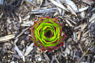 Hen and chicks plant (Sempervivum tectorum)