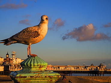 Seagull at sunset with Brighton Pier in background, Brighton, East Sussex, England