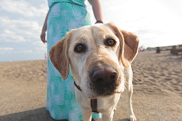 Young woman with visual impairment and her service dog walking along the beach