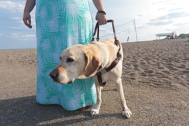 Blind woman walking along the beach with her service dog