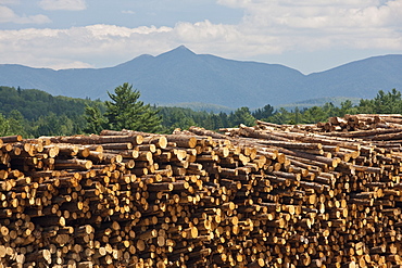 Stack of logs in a forest, Berlin, New Hampshire, USA