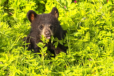 Black bear (Ursus americanus) cub sitting in the plants; Alaska, United States of America