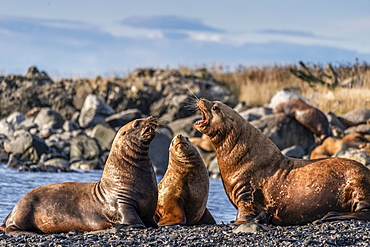 Sea lions on the shore looking as though they are talking to each other; Alaska, United States of America