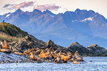 Sea lions leaving the water for shore along the coast of Alaska with a rugged mountain range in the background; Alaska, United States of America