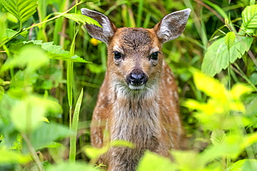 Sitka deer fawn (Odocoileus hemionus sitkensis) peering out from the green foliage, Tongass National Forest; Alaska, United States of America