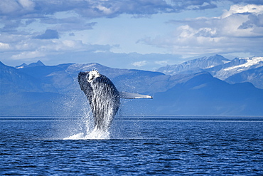 Humpback whale (Megaptera novaeangliae) leaping out of the water of Inside Passage in the Lynn Canal; Alaska, United States of America