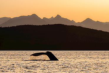 Silhouetted Humpback whale (Megaptera novaeangliae) lifts it's fluke as it feeds at sunset in Lynn Canal along the Alaska coastline; Alaska, United States of America