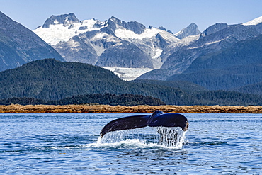 Humpback whale (Megaptera novaeangliae) lifts it's fluke as it feeds in Lynn Canal, with Herbert Glacier and Coast Range in the background; Alaska, United States of America