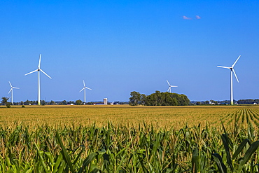 Wind turbines on farmland with a corn field in the foreground; Saint Remi, Quebec, Canada