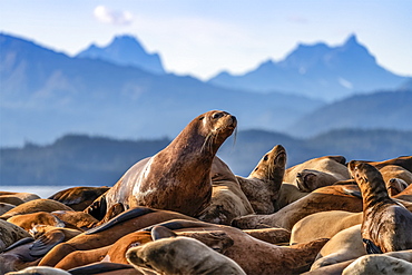 Steller sea lions (Eumetopias jubatus) on haulout, Inside Passage, Lynn Canal, Southeast Alaska; Alaska, United States of America