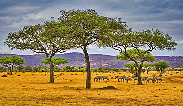 Common zebra (Equus quagga) on the savannah; Tanzania