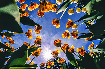 Tulip bed (Tulipa) in bloom against a blue sky with sunburst, New York Botanical Garden; Bronx, New York, United States of America