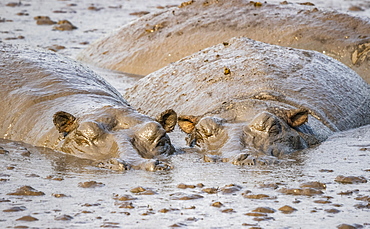 Hippopotamus pod (Hippopotamus amphibius), Queen Elizabeth National Park; Western Region, Uganda