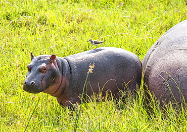 Hippopotamus and calf (Hippopotamus amphibius) by Kazinga Channel, Queen Elizabeth National Park; Western Region, Uganda