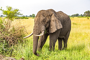 African Elephant (Loxodonta), Queen Elizabeth National Park; Western Region, Uganda