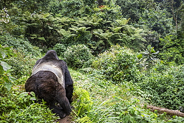 Mountain gorilla (Gorilla beringei beringei), Bwindi Impenetrable National Park; Western Region, Uganda