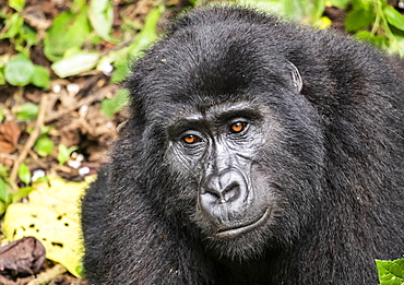 Mountain gorilla (Gorilla beringei beringei), Bwindi Impenetrable National Park; Western Region, Uganda