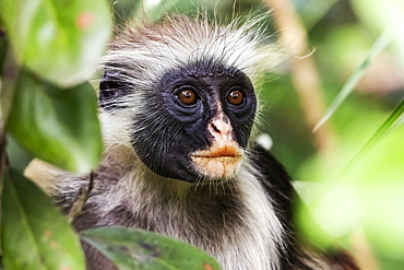 Zanzibar red colobus (Piliocolobus kirkii), Jozani National Park; Unguja Island, Zanzibar, Tanzania