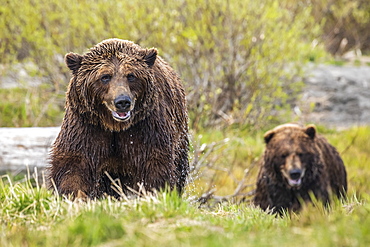 Brown bear boar and sow (Ursus arctos) together, sow (female) in the foreground, wet from swimming in the river, Alaska Wildlife Conservation Center, South-central Alaska; Alaska, United States of America