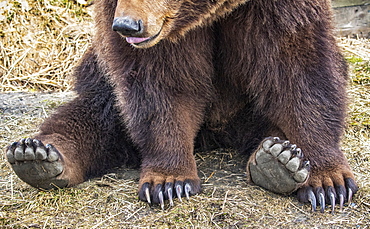 Grizzly bear sow (Ursus arctos horribilis) sitting on ground, Alaska Wildlife Conservation Center; Portage, Alaska, United States of America