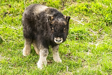 Muskox calf (Ovibos moschatus), less than a month old, looking at the camera, Alaska Wildlife Conservation Center; Portage, Alaska, United States of America