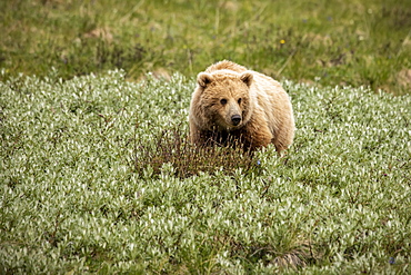 Immature light coloured grizzly bear (Ursus arctos hornbilis), Denali National Park and Preserve; Alaska, United States of America