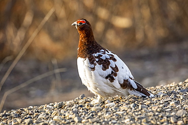 Willow Ptarmigan male (Lagopus lagopus) turning into his summer colours from his white winter's coat, Denali National Park and Preserve; Alaska, United States of America