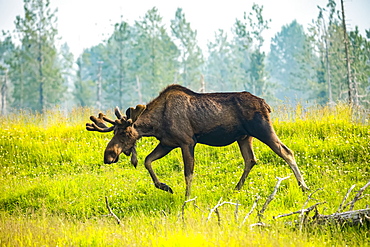 A bull moose (Alces alces) with antlers in velvet walking across a meadow, Alaska Wildlife Conservation Center; Portage, Alaska, United States of America