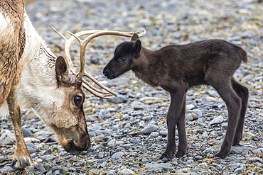 A reindeer (Rangifer tarandus) cow with her new calf, calf staying very close to protective cow, Alaska Wildlife Conservation Center; Portage, Alaska, United States of America