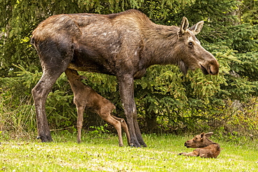 Moose calf (Alces alces) nursing from cow moose while the other calf rests, South-central Alaska; Anchorage, Alaska, United States of America